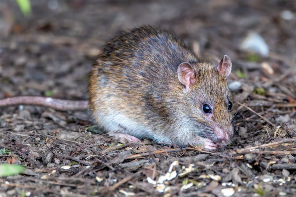 Close-up image of a brown field mouse with smooth fur and large, shiny black eyes, positioned among dried leaves and twigs on the ground. The mouse's small, rounded ears are visible at the top of its